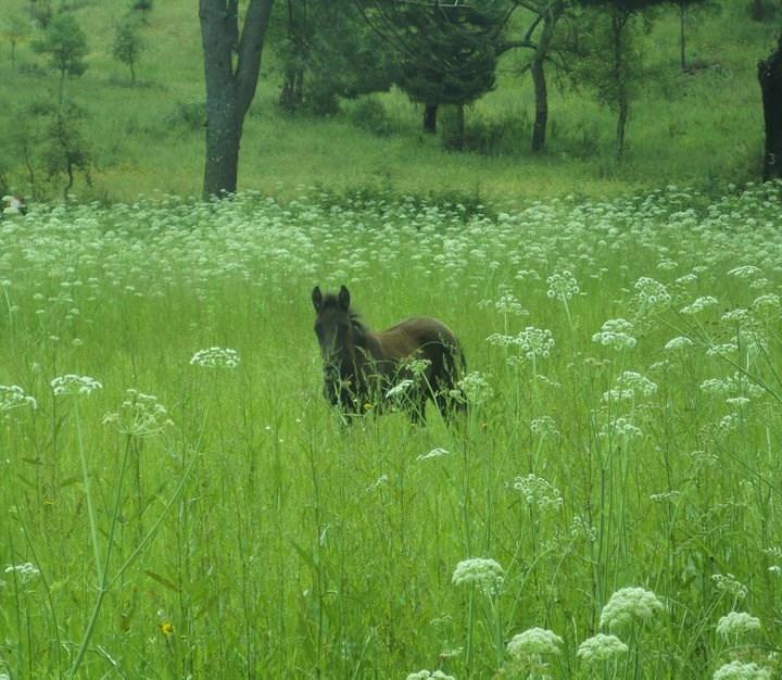 Coudelaria Vale Pau Villa Coruche Szoba fotó