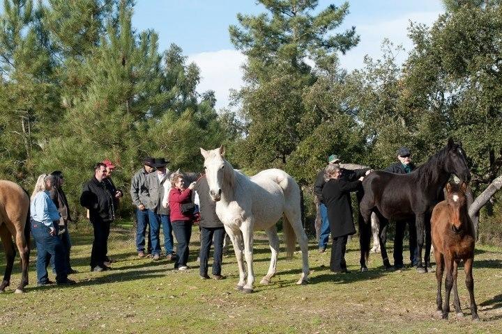 Coudelaria Vale Pau Villa Coruche Kültér fotó