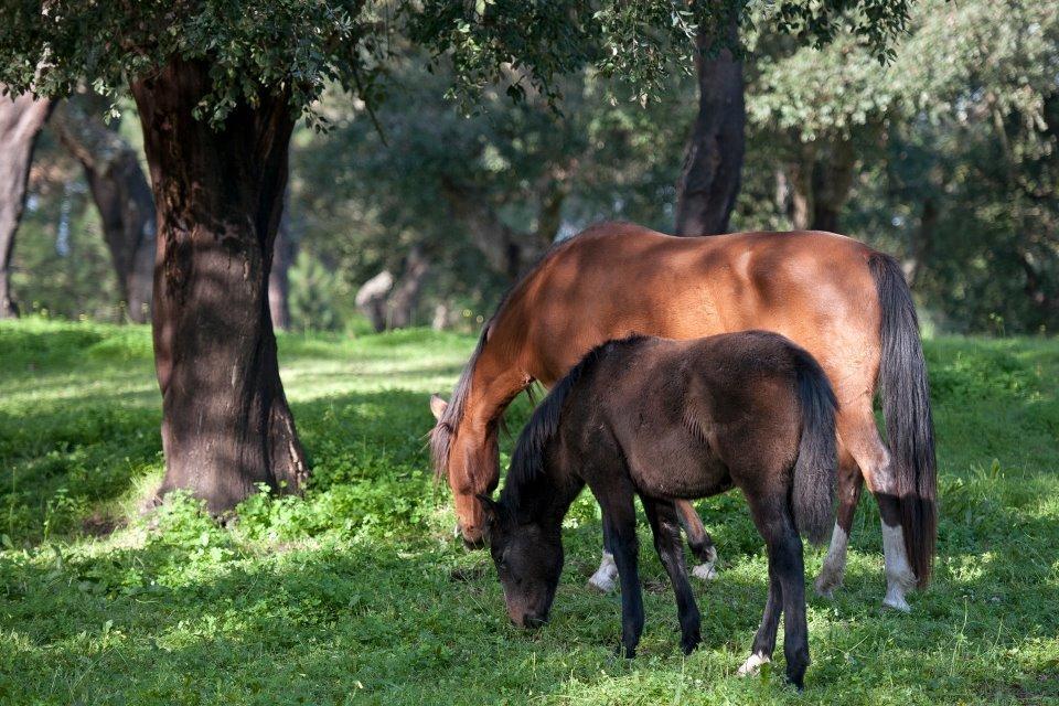 Coudelaria Vale Pau Villa Coruche Kültér fotó