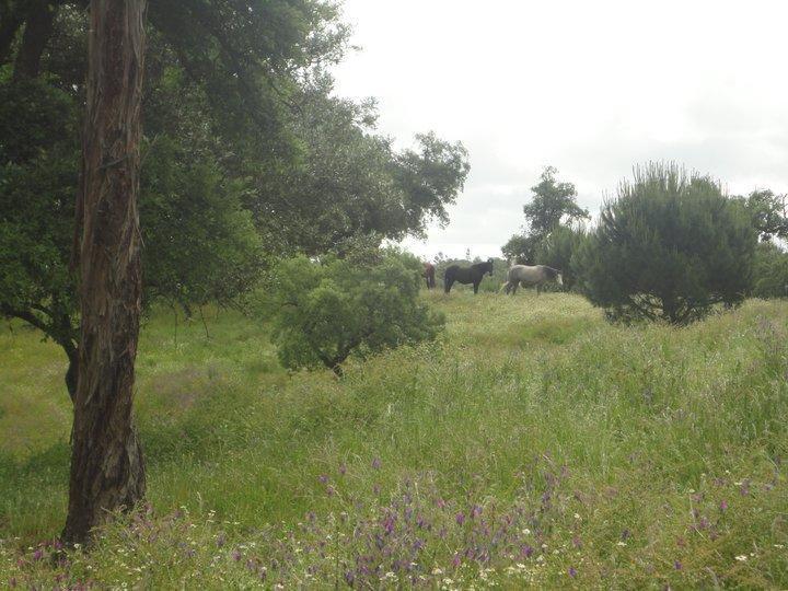 Coudelaria Vale Pau Villa Coruche Kültér fotó