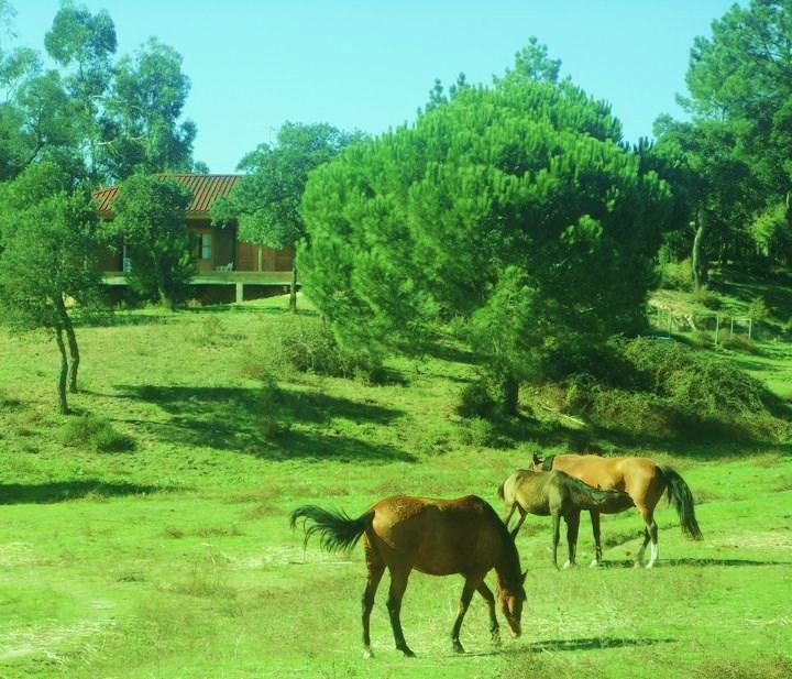 Coudelaria Vale Pau Villa Coruche Kültér fotó