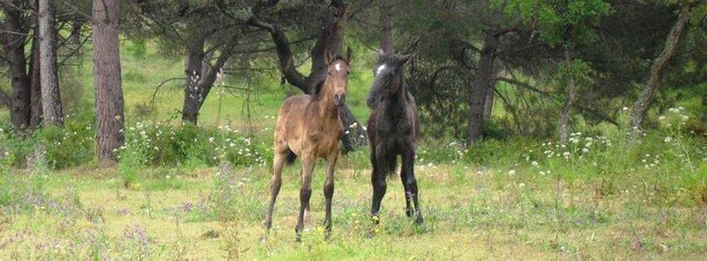 Coudelaria Vale Pau Villa Coruche Kültér fotó